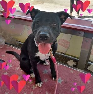 Meet your Posher, Traci